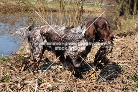 wet Small Munsterlander retrieving