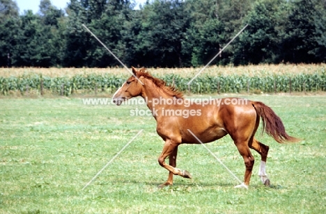 Gelderlander running