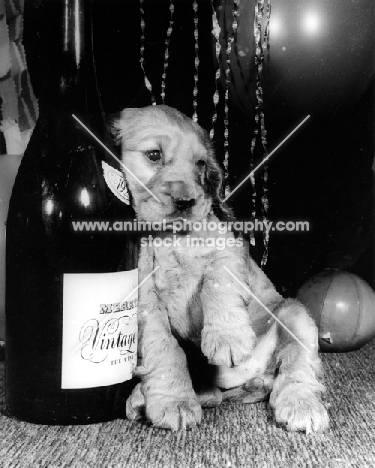 puppy leaning against bottle