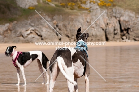 two Lurchers on a beach
