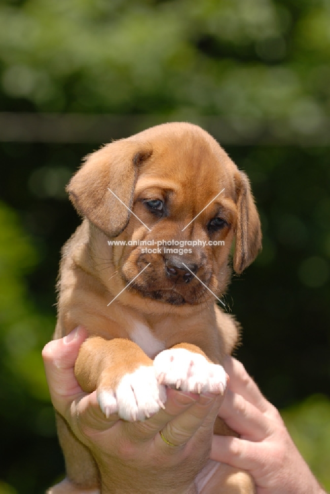 Broholmer puppy on hand