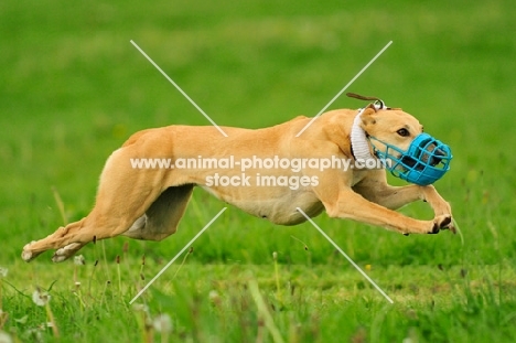 Lurcher racing, wearing muzzle