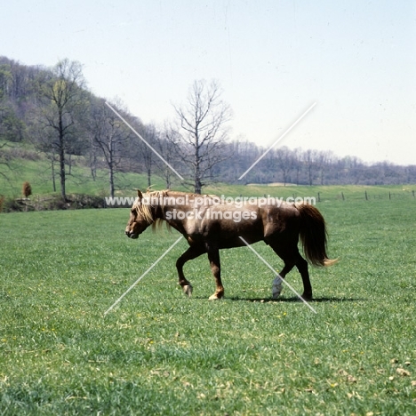 mustang stallion in the usa