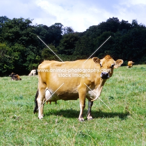 jersey cow standing in field