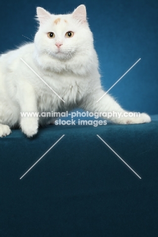 Turkish Van