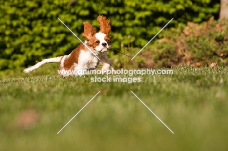 Cavalier King Charles Spaniel running on grass