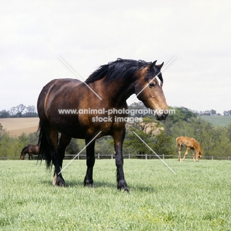 welsh cob (section d) mare in field