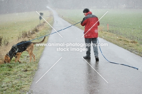 Bloodhound on long lead