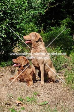 two Chesapeake Bay Retrievers