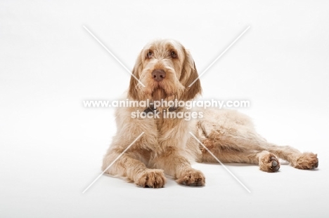 Goldendoodle lying down