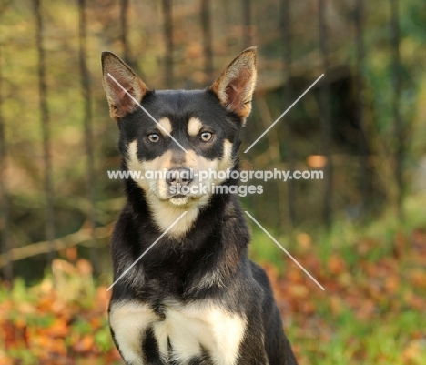 Australian Kelpie, head study