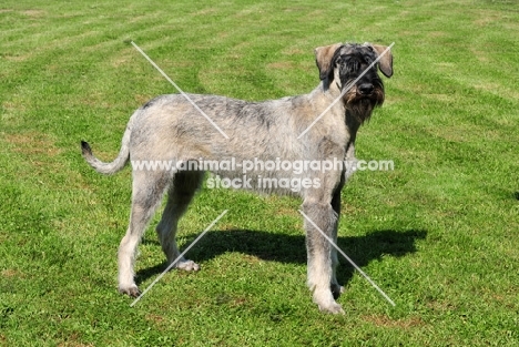 Giant Schnauzer standing on grass