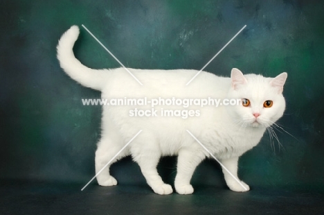 white british shorthair walking