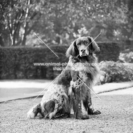 dutch partridge dog in holland