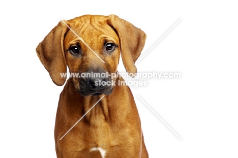 Rhodesian Ridgeback puppy in studio