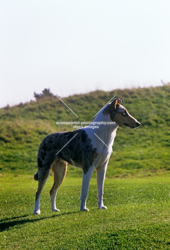 smooth collie standing on hillside