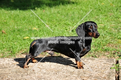 smooth miniature Dachshund, side view
