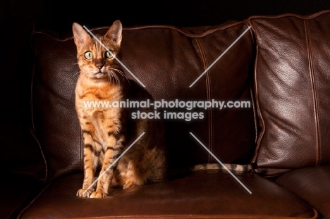 Bengal sitting on sofa