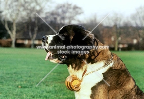 st bernard with barrel round the neck