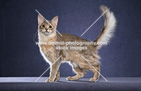 Somali cat on blue background