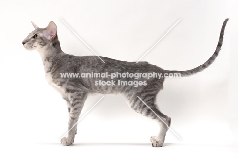 Oriental Shorthair side view on white background, blue spotted tabby colour