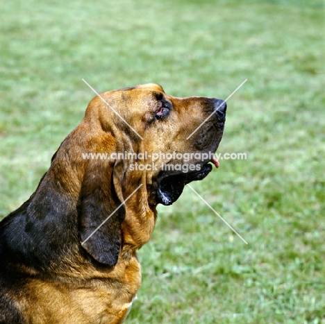 ardent du val, bloodhound, st hubert, in belgium