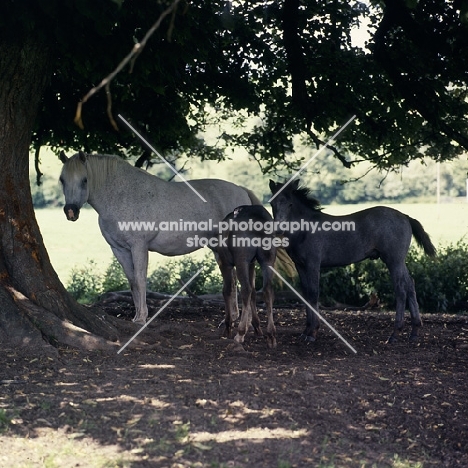 Connemara mare with 2 foals