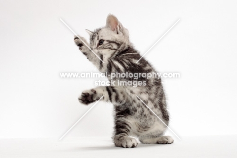 American Shorthair kitten jumping up