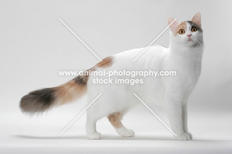 Blue Tortie & White Turkish Van