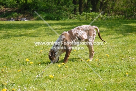 Catahoula leopard dog digging