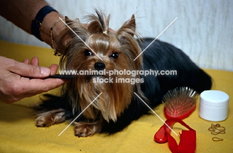 grooming a yorkshire terrier 