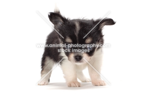 cute longhaired Chihuahua puppy