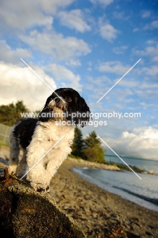 black and white Shih Tzu near shore