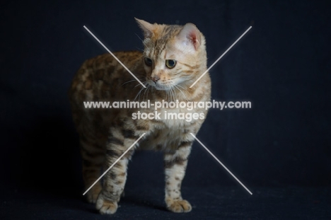 bengal cat standing, studio shot