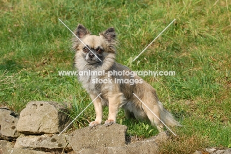 longhaired Chihuahua standing on rocks