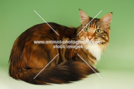 main coon cat, tortie tabby and white colour