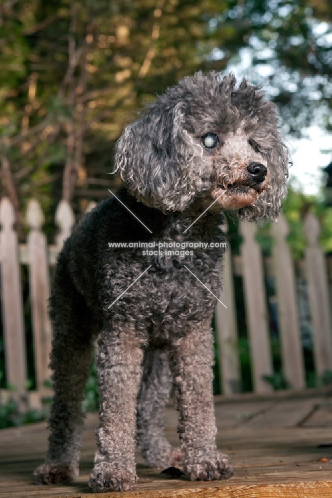 blind silver toy poodle standing on deck