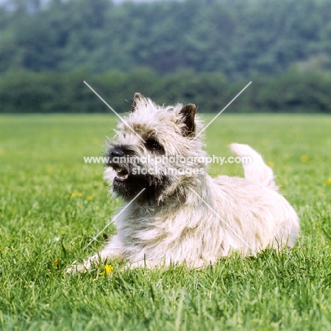 cairn terrier lying in a field