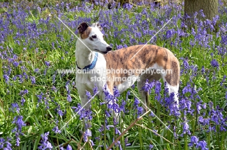 greyhound, ex racer, all photographer's profit from this image go to greyhound charities and rescue organisations