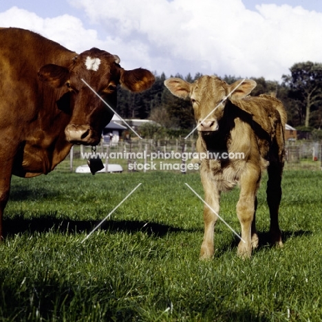 guernsey  cow with calf