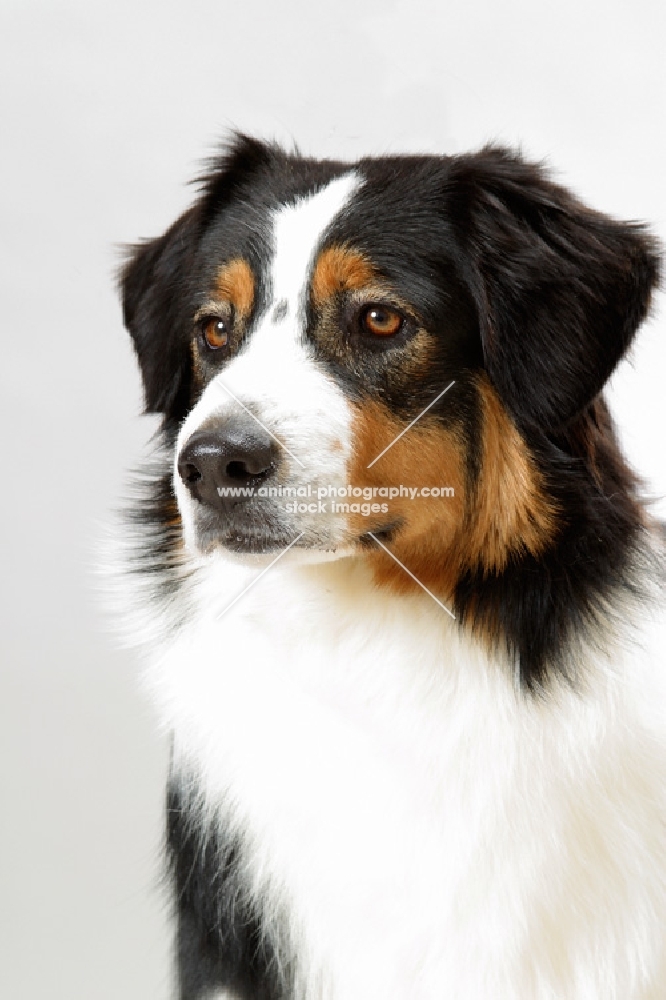 Black Tricolor Australian Champion portrait