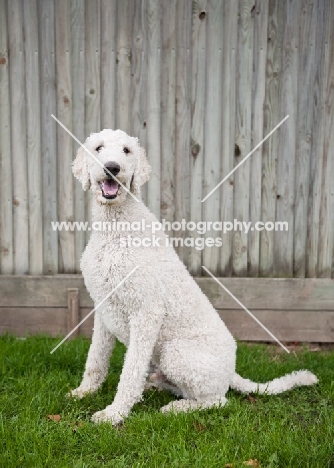 white standard Poodle near fence