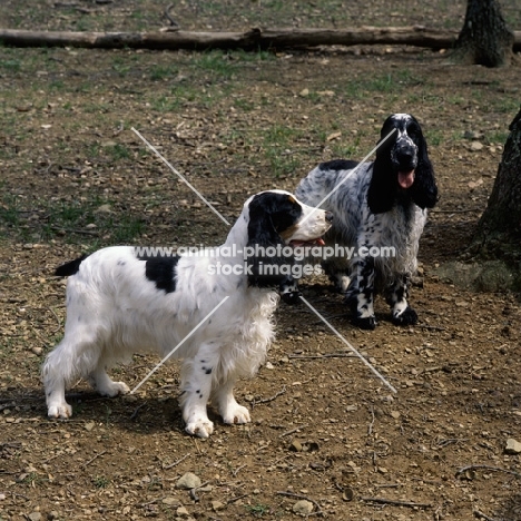 two english cocker spaniels in usa posing