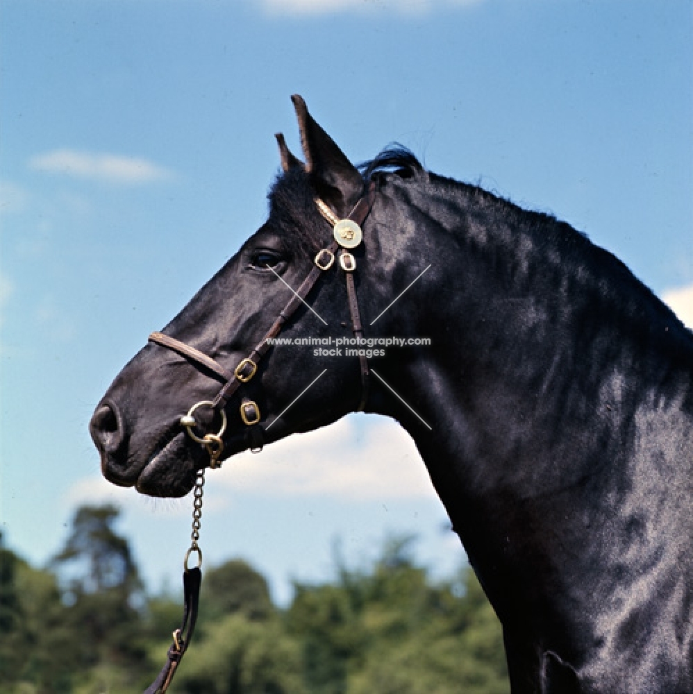 peveril pickwick show new forest pony stallion head study