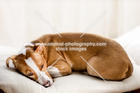 American Pit Bull Terrier resting
