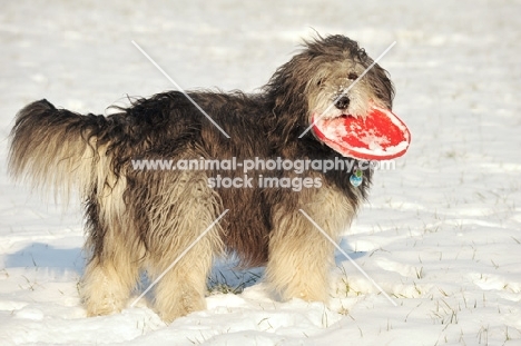 Polish Lowland Sheepdog with frisbee