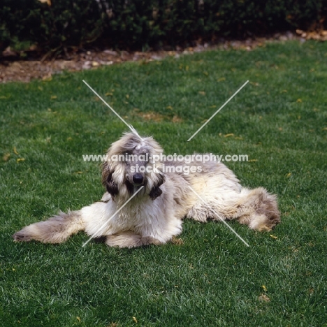 afghan hound puppy lying on grass