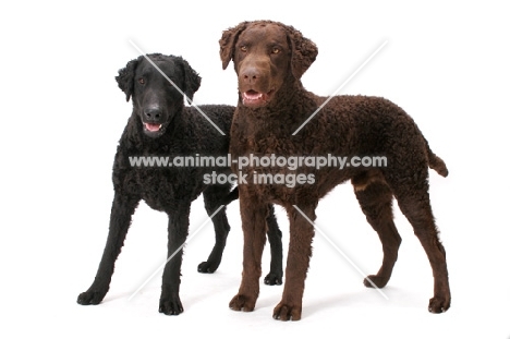 Curly Coated Retrievers on white background