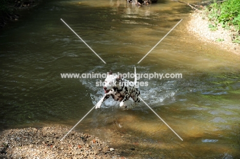Dalmatian running through water