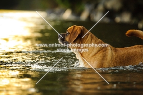 Puggle (pug cross beagle, hybrid dog) in water